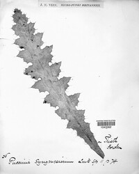 Puccinia syngenesiarum image